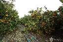 it14 (14).webp